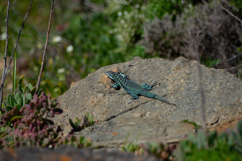 Zapallaren Tree Iguana