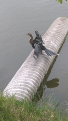 Anhinga anhinga