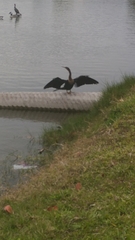 Anhinga anhinga