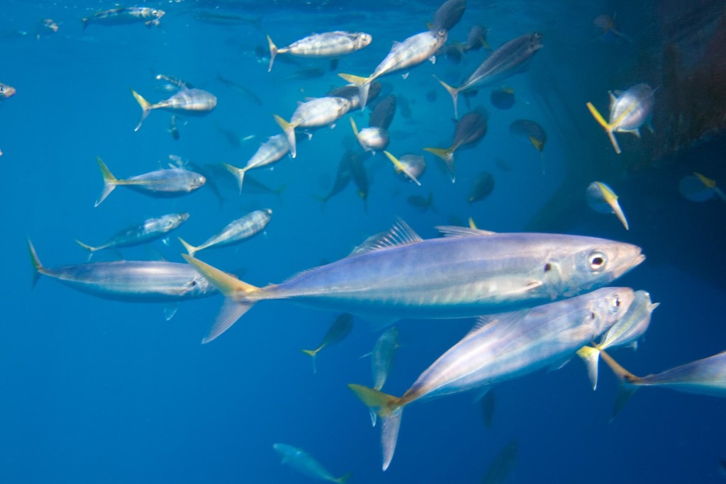 Mackerel Scad