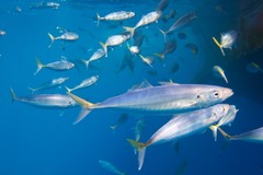 Decapterus macarellus