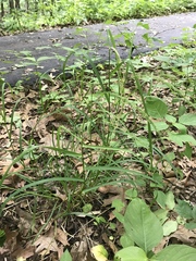 Sphenopholis obtusata