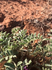 Astragalus sabulonum
