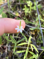 Meconella denticulata