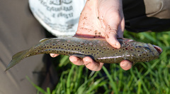 Salmo trutta fario