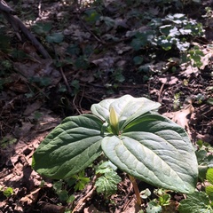 Trillium albidum