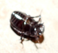 Dyscinetus morator