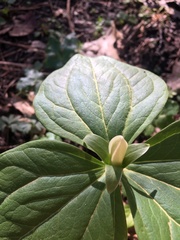 Trillium albidum