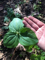 Trillium albidum