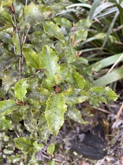 Pterophylla racemosa