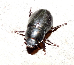 Dyscinetus morator