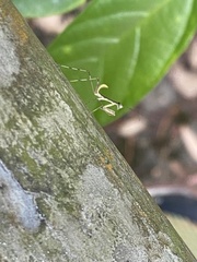 Hierodula patellifera