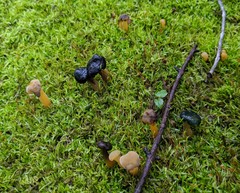 Hypomyces leotiicola