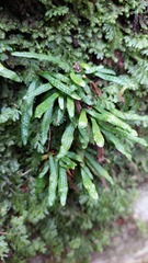 Grammitis stenophylla