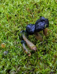 Hypomyces leotiicola