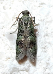 Cacotherapia flexilinealis