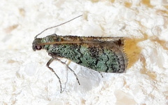 Cacotherapia flexilinealis