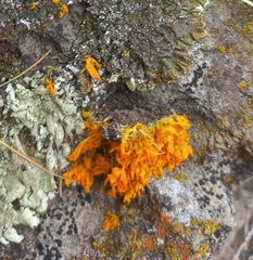 Teloschistes velifer