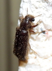 Melalgus plicatus
