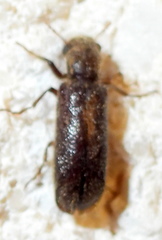 Melalgus plicatus