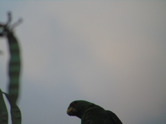 Amazona albifrons