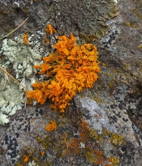 Teloschistes velifer