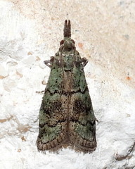 Cacotherapia flexilinealis