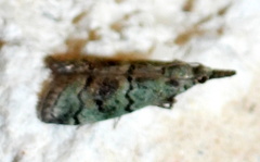 Cacotherapia flexilinealis