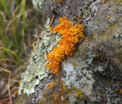 Teloschistes velifer