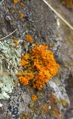 Teloschistes velifer