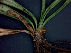 Grammitis stenophylla