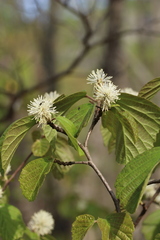 Fothergilla major