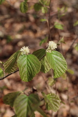 Fothergilla major