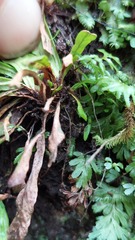 Grammitis stenophylla