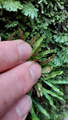 Grammitis stenophylla