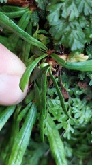 Grammitis stenophylla