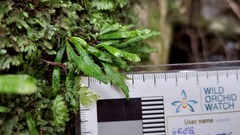 Grammitis stenophylla