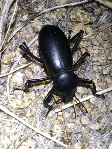 Eleodes grandicollis