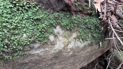 Grammitis stenophylla