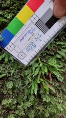 Grammitis stenophylla