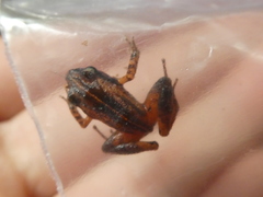 Stejneger's Robber Frog photo 2