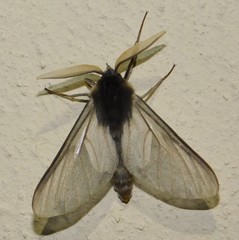 Apisa canescens