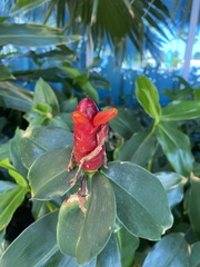 Costus woodsonii