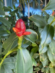 Costus woodsonii