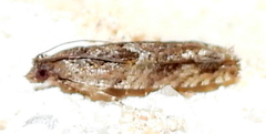 Pseudexentera haracana