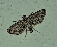 Parapoynx fluctuosalis