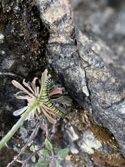 Pontia sisymbrii