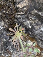 Pontia sisymbrii