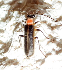 Podabrus quadratus