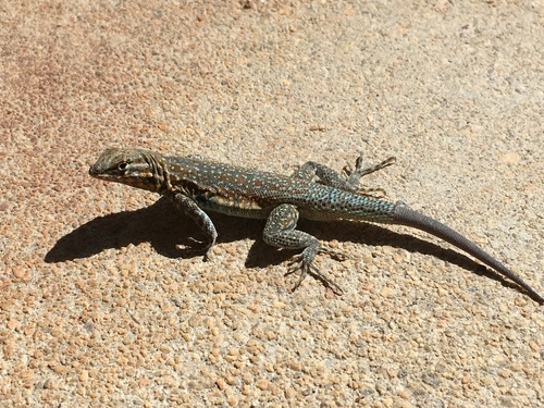 iNaturalist observation photo of Western Side-blotched Lizard